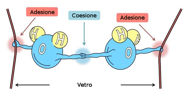 Coesione e adesione