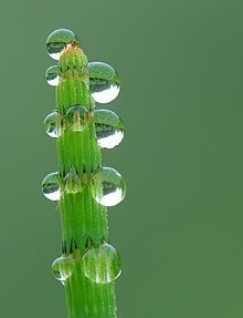 Adesione e coesione: gocce d'acqua